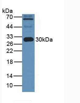 APOA1 / Apolipoprotein A 1 Antibody