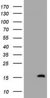 TSC22D1 / TSC22 Antibody (clone OTI2G3)