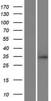 RNF212 Protein (Over-Expression Lysate Myc-DDK (Flag))