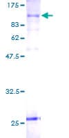 Human SLC20A1 Protein (Recombinant GST)