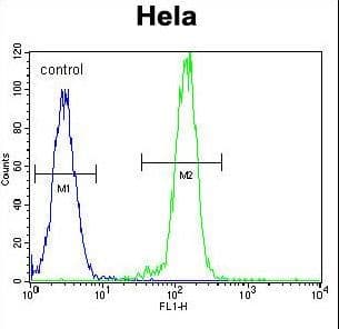 AKT2 Antibody (aa93-123)