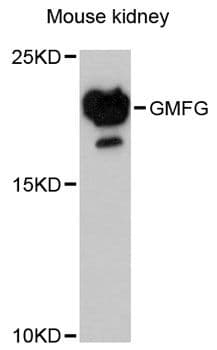 GMFG Antibody