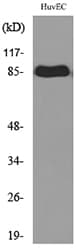 CD71 / Transferrin Receptor Antibody
