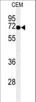 MFSD6 Antibody (aa656-685)