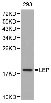 Leptin Antibody