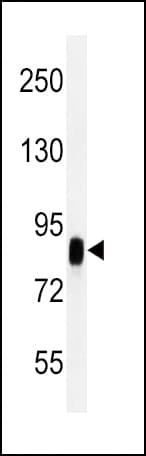 CD44 Antibody (clone Hermes-3)