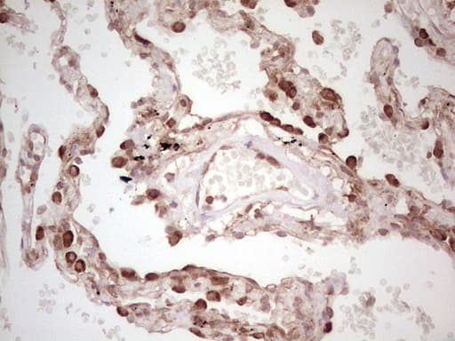 WIBG Antibody (clone OTI5E2, Carrier-free)