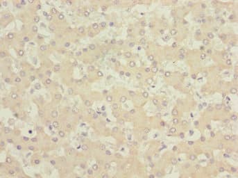 GABARAPL1 / ATG8 Antibody