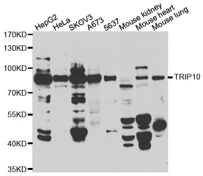 TRIP10 / CIP4 Antibody