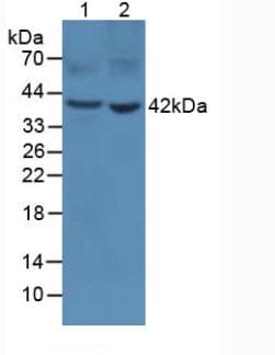 Pepsinogen A Antibody (aa16-387)
