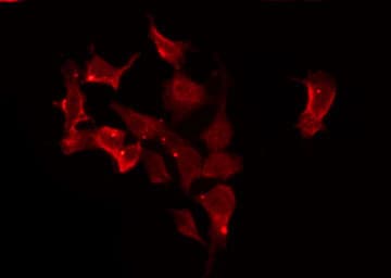 CACNG1 / CACNG Antibody