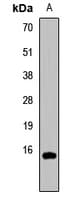 HIST3H3 Antibody