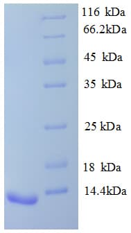 Rat AVPR1B Protein (Recombinant His)