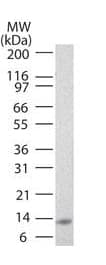 IL25 / IL17E Antibody (clone 11K8B1, Biotin)