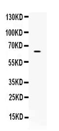 CKAP4 Antibody