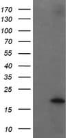 UBE2G2 Antibody (clone OTI4E12)