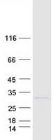 Human RPL13 / Ribosomal Protein L13 (Recombinant Myc-DDK (Flag))