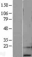 RPA3 Protein (Over-Expression Lysate Myc-DDK (Flag))