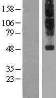 NPFFR1 / GPR147 Protein (Over-Expression Lysate Myc-DDK (Flag))