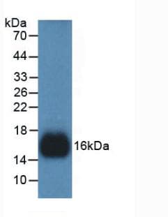 REG3G Antibody (Biotin)