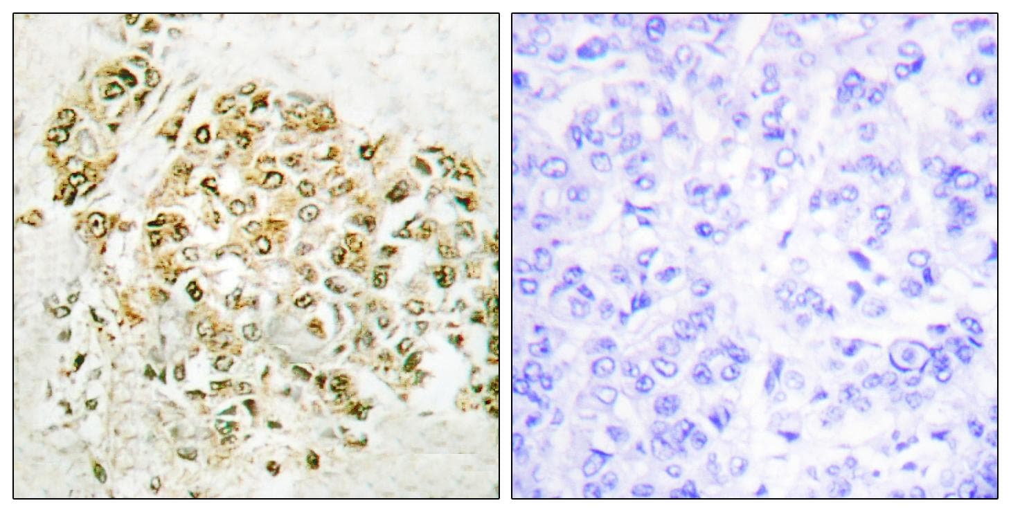 MZF / MZF1 Antibody