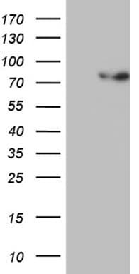 Monoclonal Mouse anti-Human PGBD3 Antibody (clone OTI4G9, aa313-593, WB)