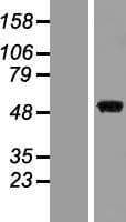 MAP2K7 / MEK7 Protein (Over-Expression Lysate Myc-DDK (Flag))