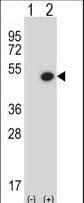 BMP7 Antibody (aa280-309)