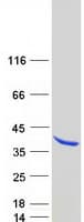 Human SYF2 / p29 Protein (Recombinant Myc-DDK (Flag))