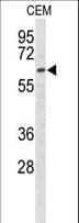 EHD3 Antibody (aa189-216)