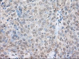 SNX9 / WISP Antibody (clone OTI1B5)