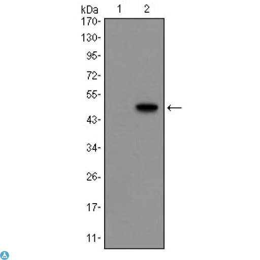 GCG / Glucagon Antibody
