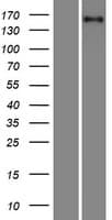 PFAS Protein (Over-Expression Lysate Myc-DDK (Flag))