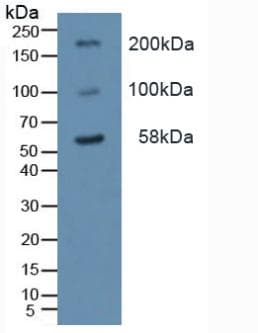 TLR2 Antibody (aa644-784)