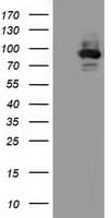 ALDH1L1 Antibody (clone OTI6A10)