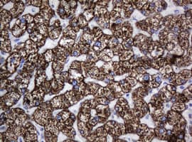 HSPD1 / HSP60 Antibody (clone OTI3A2, Carrier-free)