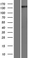 GNPTA / ICD Protein (Over-Expression Lysate Myc-DDK (Flag))