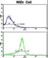 TPH1 / Tryptophan Hydroxylase Antibody (aa35-62)