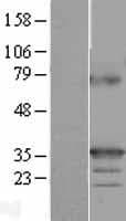 TNFSF9 / CD137L Protein (Over-Expression Lysate Myc-DDK (Flag))