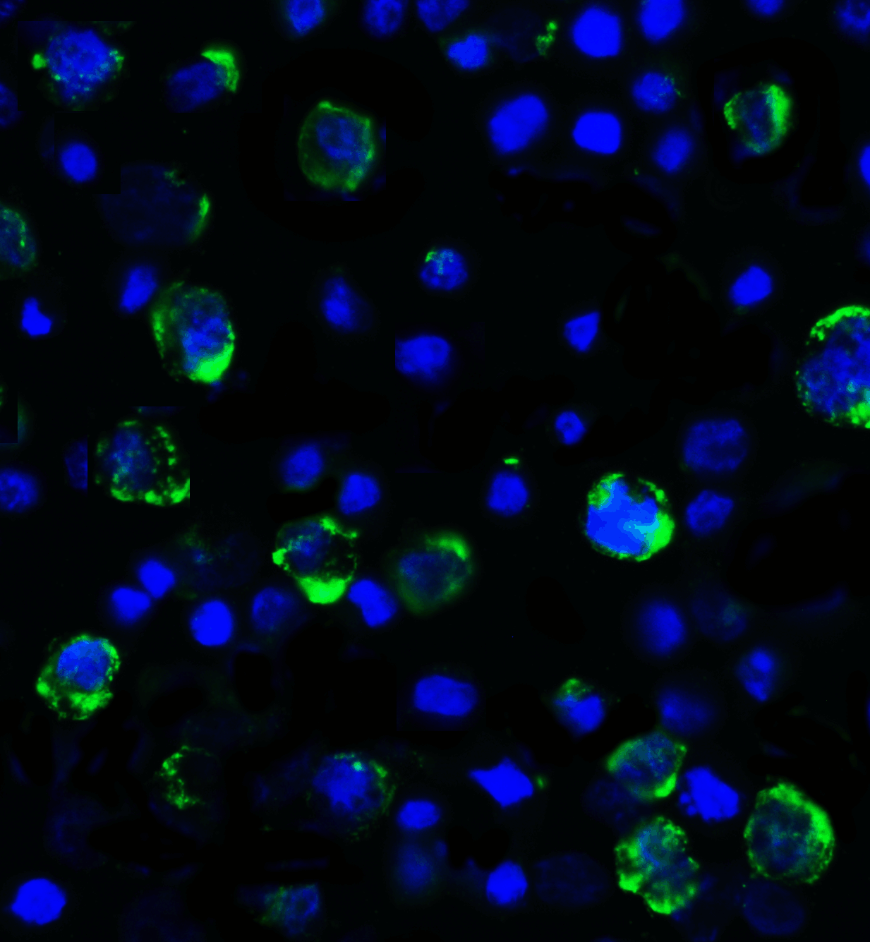 Monoclonal Mouse anti-Human LAG3 Antibody (clone 2G8, IHC, IF, WB)