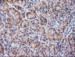 BECN1 / Beclin-1 Antibody (clone OTI3C3)