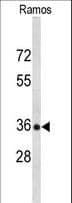 POU2AF1 / BOB1 Antibody (aa1-27)
