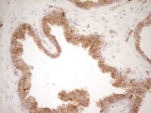 GRN / Granulin Antibody (aa327-593, clone OTI2F4)