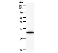 UBN1 / Ubinuclein 1 Antibody (clone UBN1G12)