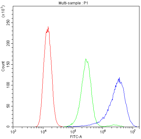 CD2AP Antibody