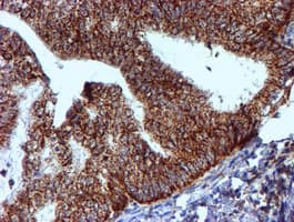 NDUFB9 Antibody (clone OTI13H11)