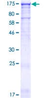 Human MAPKBP1 Protein (Recombinant GST)