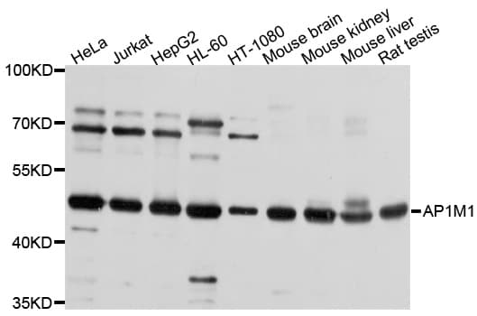 AP1M1 Antibody