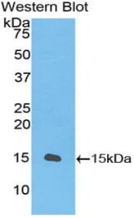 CD55 Antibody (aa254-372)