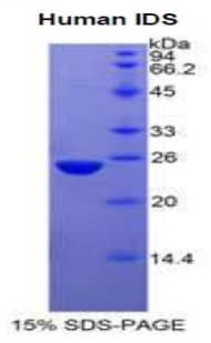 Human IDS / Iduronate 2 Sulfatase Protein (Recombinant His)